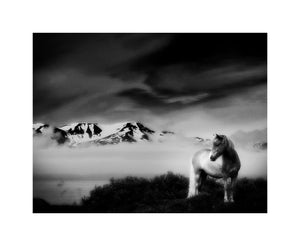Fine Art Print "The Iceland horse". 55x45 cm. Limited edition of 6.