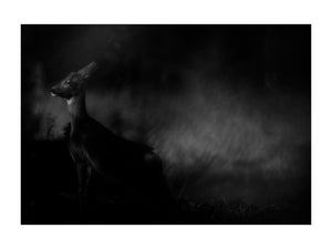 Fine Art Print "Deer". 80x60 cm. Limited edition of 6.